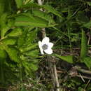 Image of Eriocapitella rivularis (Buch. Ham. ex DC.) Christenh. & Byng