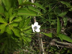 Image of Himalayan windflower