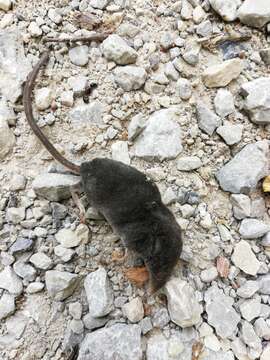 Image of Alpine Shrew