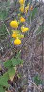 Image of Calceolaria collina Phil.