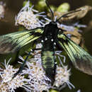 Image of Macrocneme leucostigma Perty 1834