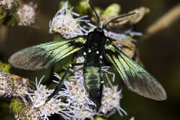 Imagem de Macrocneme leucostigma Perty 1834