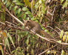 Image of Hoary-bellied Squirrel