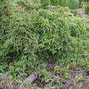 Image of Riocreuxia torulosa (E. Mey.) Decne.