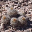 Image de Rebutia fidana subsp. cintiensis (Cárdenas) D. R. Hunt