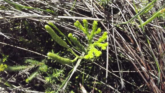 Diphasiastrum zanclophyllum (J. H. Wilce) Holub的圖片