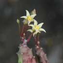 Image of Ceropegia parvula (N. E. Br.) Bruyns