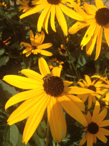 Image of coneflower