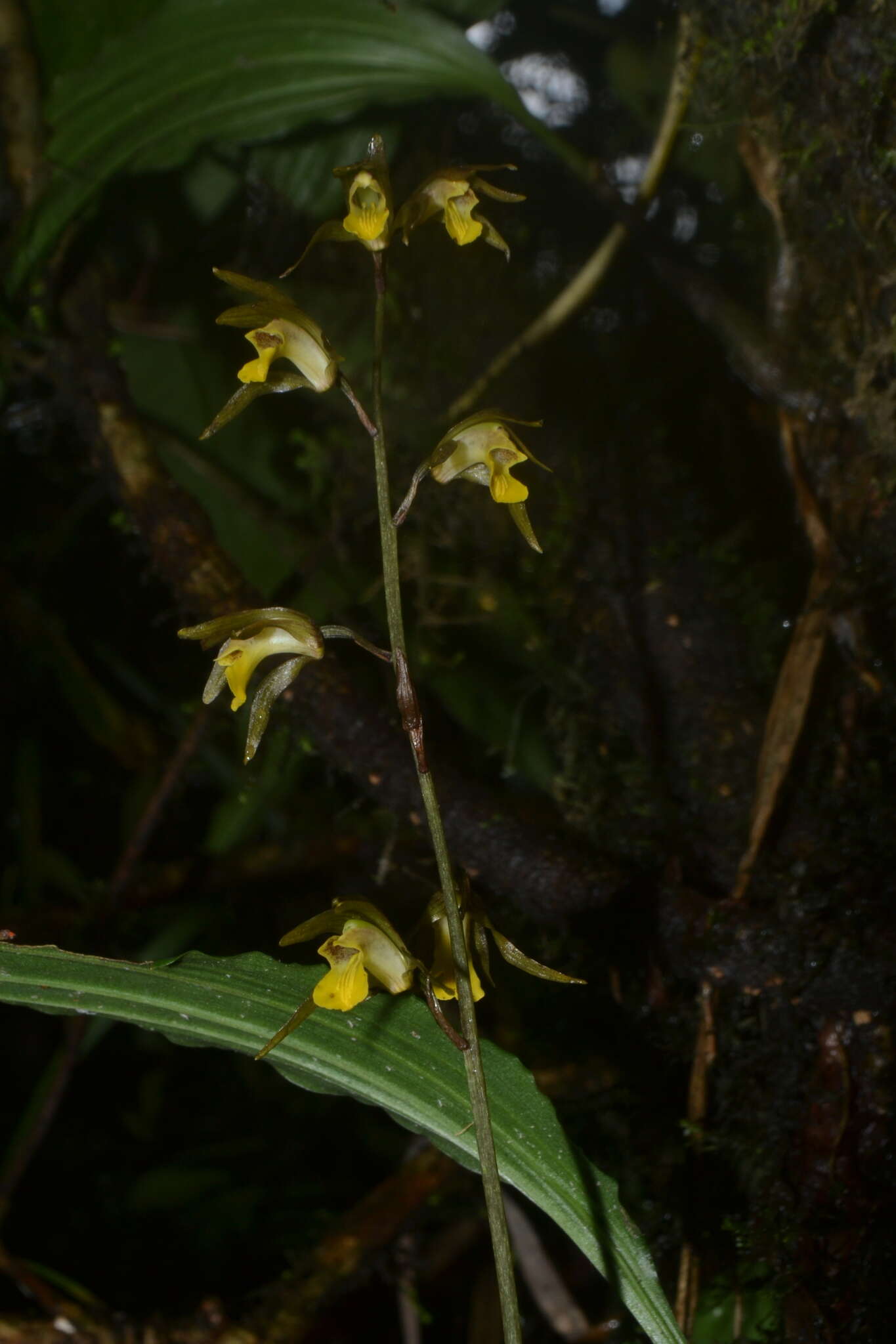 Image of Tainia minor Hook. fil.