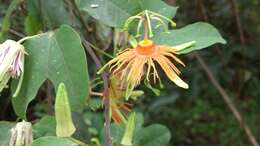 Passiflora jorullensis Kunth的圖片