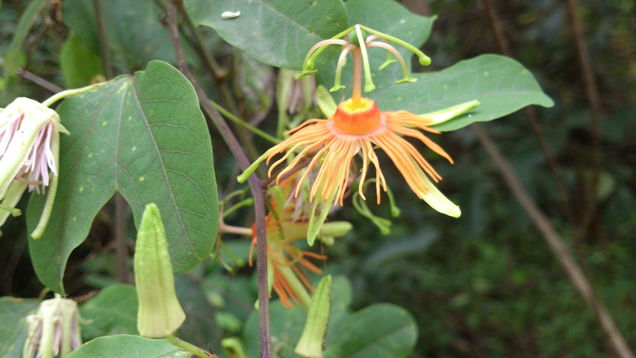 Passiflora jorullensis Kunth的圖片