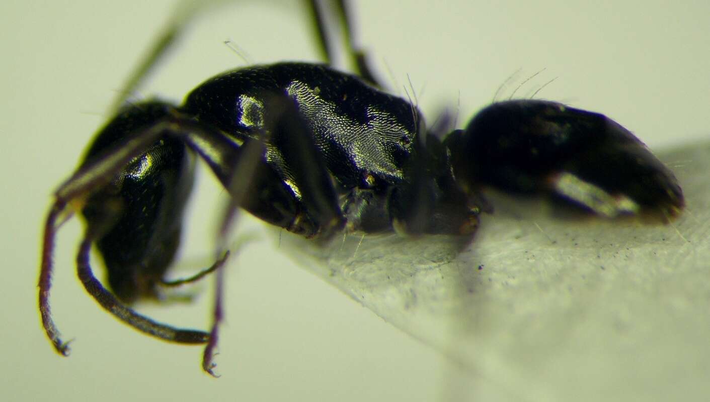 Camponotus gestroi Emery 1878的圖片