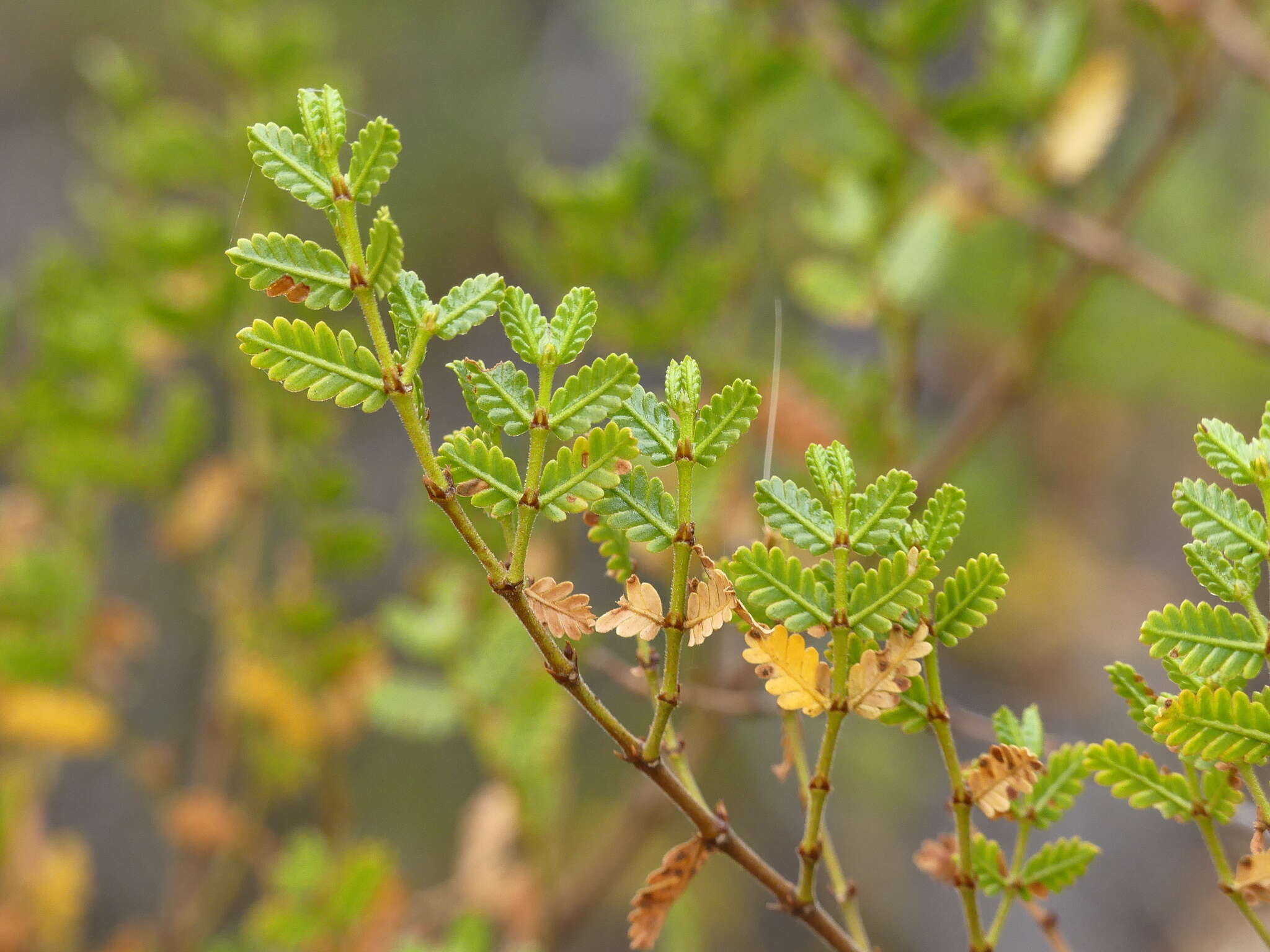 Image de Larrea nitida Cav.