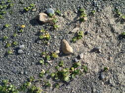 Image of Ranunculus acaulis Banks & Soland.