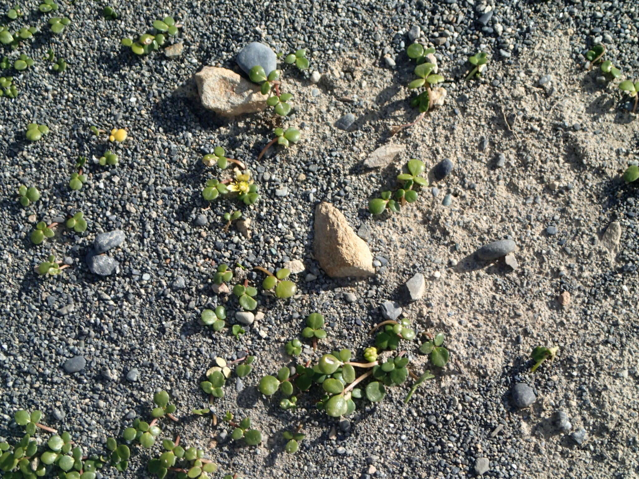 Image of Ranunculus acaulis Banks & Soland.