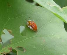 Imagem de Charidotella (Charidotella) sexpunctata bicolor (Fabricius 1798)