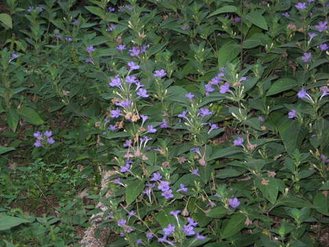 Image of Drummond's wild petunia