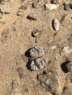 Image of Lithops herrei L. Bol.