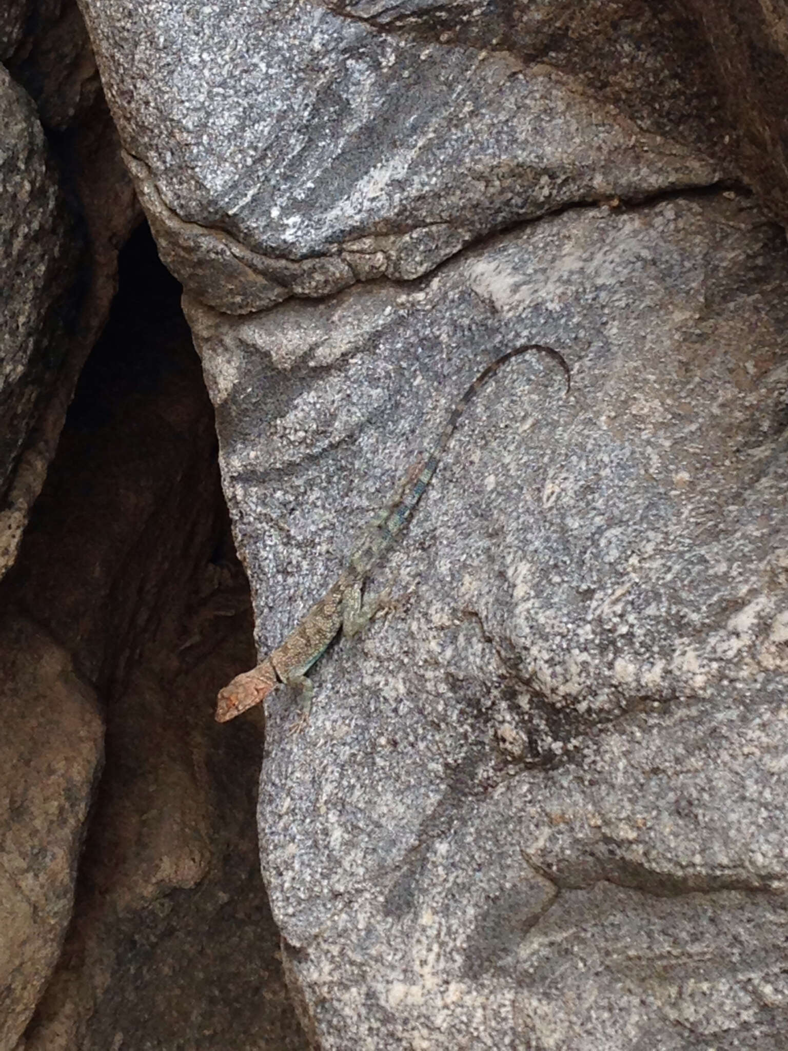 Image of Banded Rock Lizard