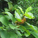 Imagem de Scepocarpus rigidus (Benth.) T. Wells & A. K. Monro