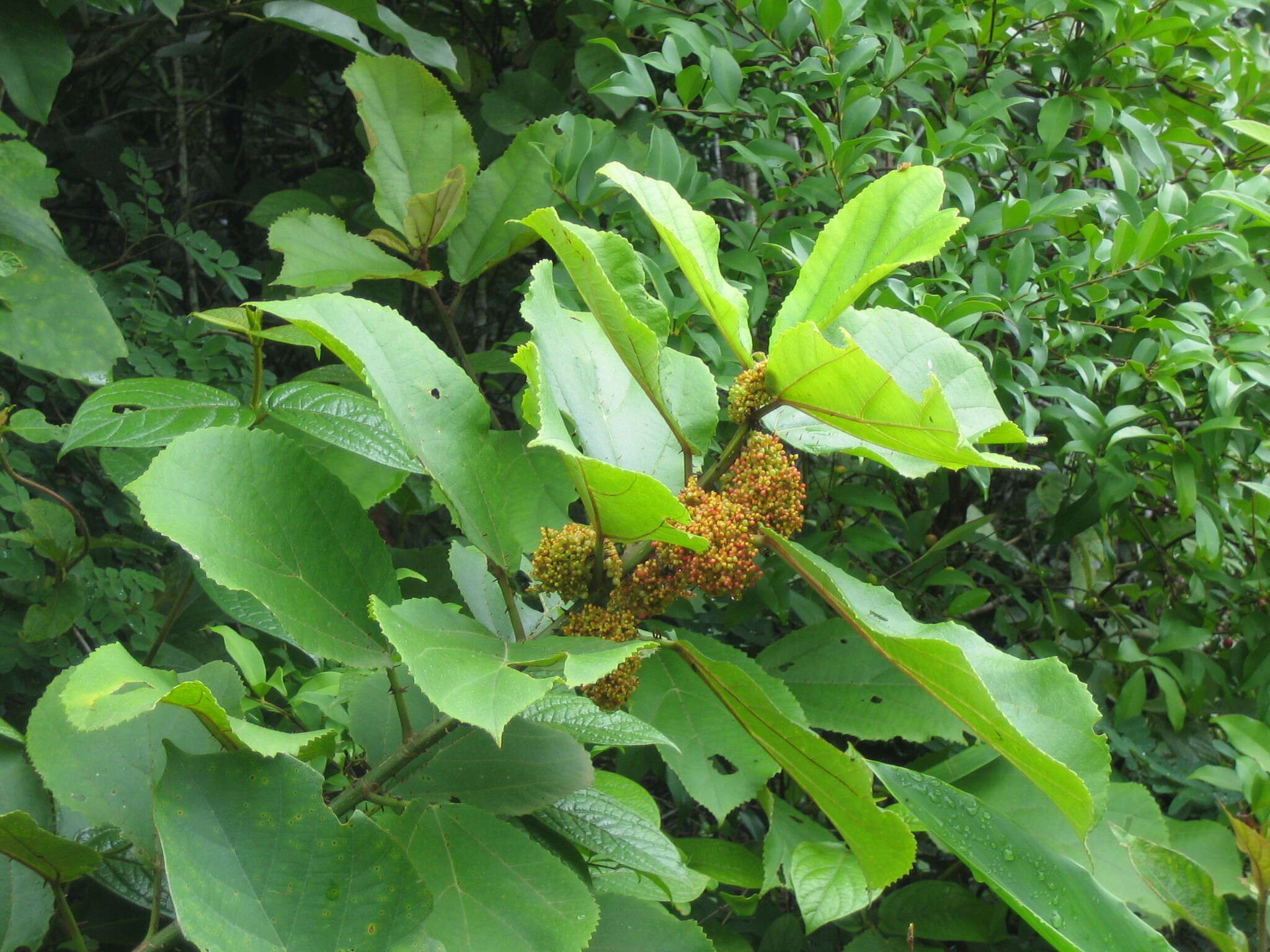 Image of Scepocarpus rigidus (Benth.) T. Wells & A. K. Monro