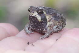 Image of Breviceps ombelanonga Nielsen, Conradie, Ceríaco, Bauer, Heinicke, Stanley & Blackburn 2020