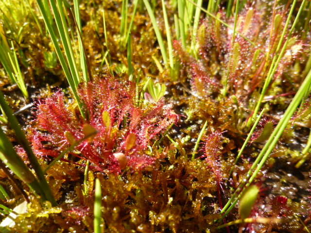 صورة Drosera anglica Huds.