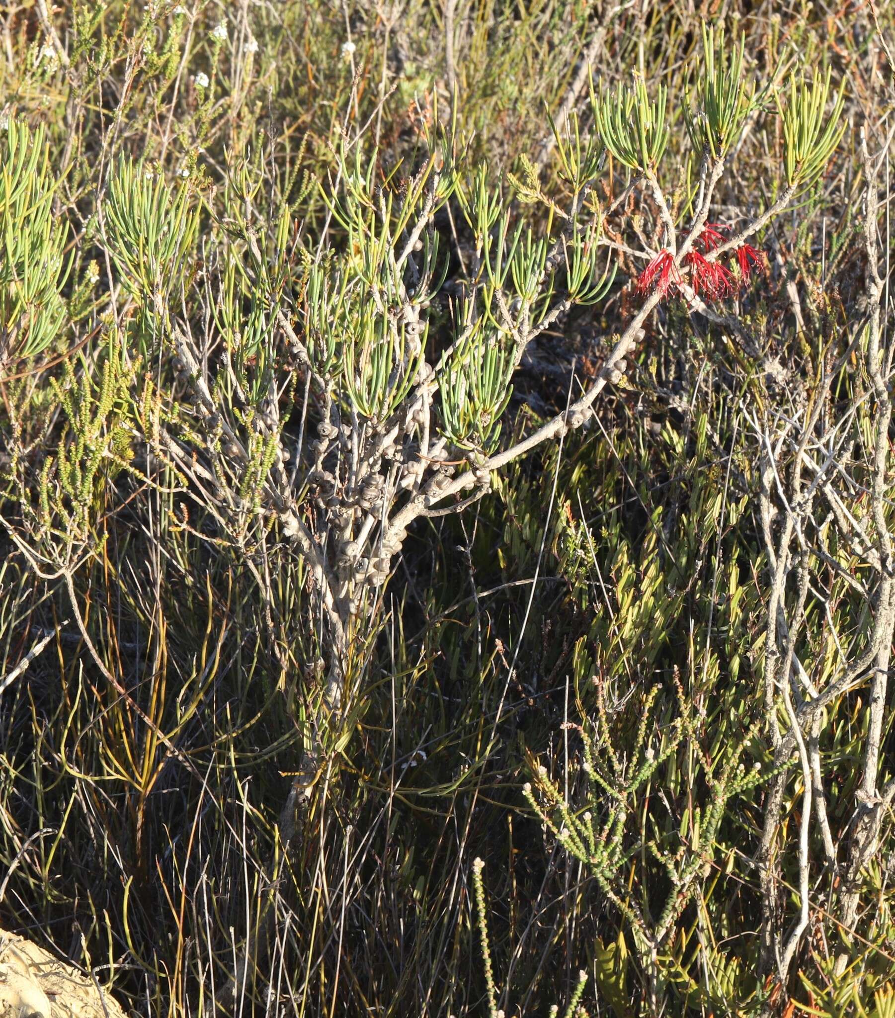 صورة Melaleuca protumida Craven & R. D. Edwards