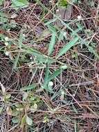 Image of Curtis' Spurge