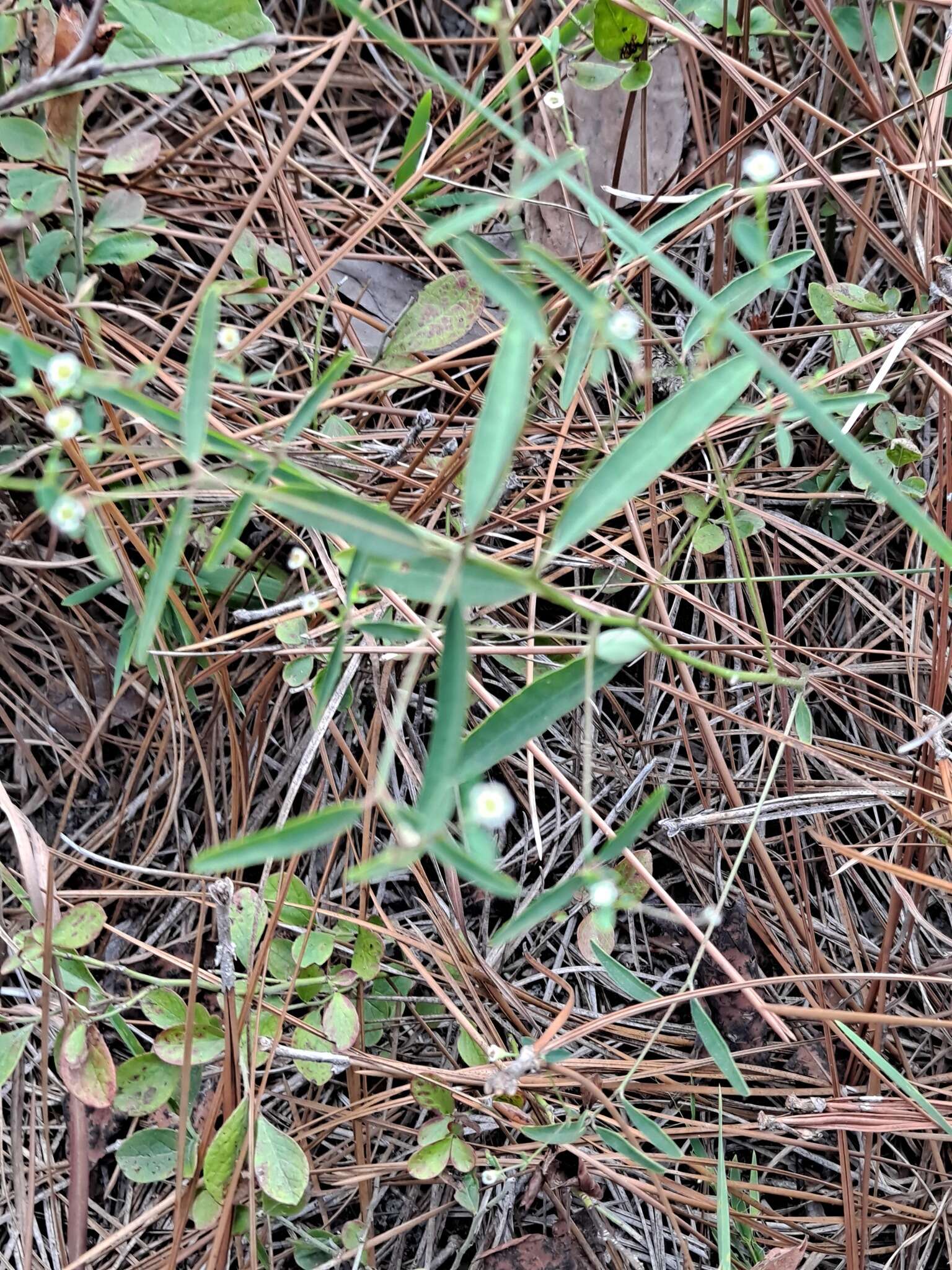 Image of Curtis' Spurge