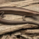 Image of Montane Sunskink