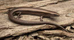 Image of Montane Sunskink