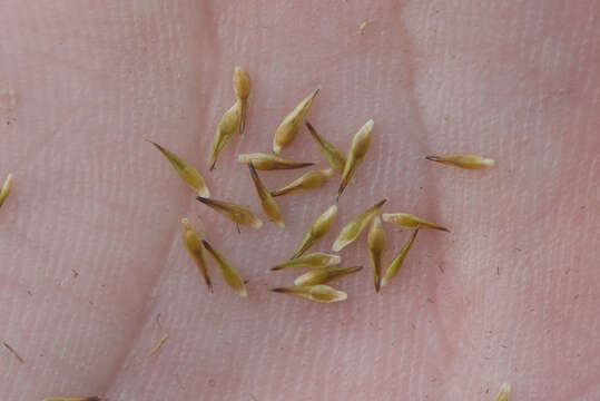 Image of Many-Head Sedge