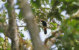 Image of Golden-collared Toucanet