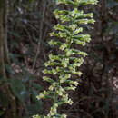 Buchtienia nitida (Vell.) Fraga & Meneguzzo resmi