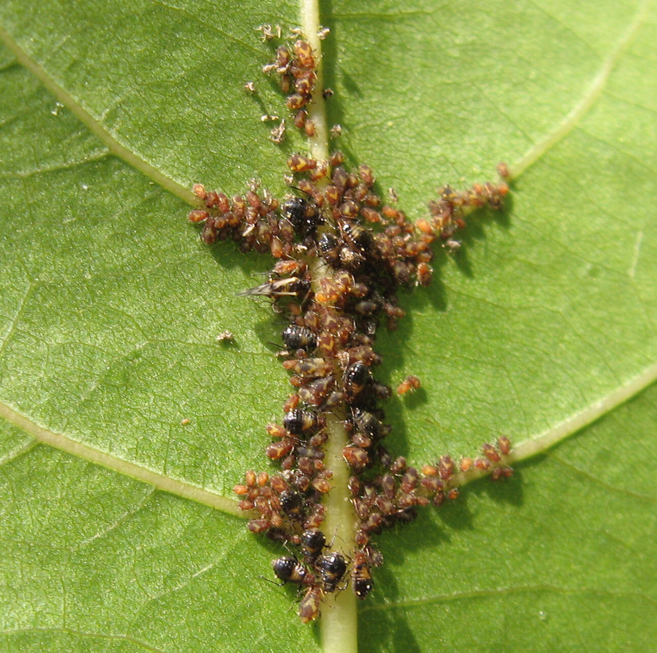 Image of Chaitophorus populicola Thomas & C. 1878