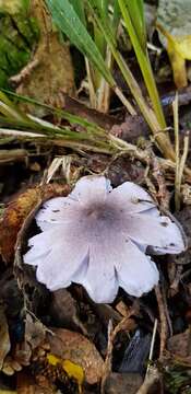 Image of Porpolomopsis lewelliniae (Kalchbr.) Lodge, Padamsee & S. A. Cantrell 2013