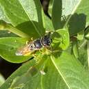 Слика од Philanthus triangulum abdelcader Lepeletier 1845