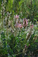 Sivun Astragalus platyphyllus Kar. & Kir. kuva