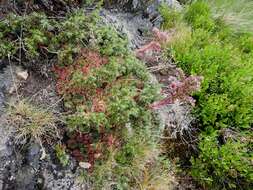 Image of Sempervivum vicentei Pau