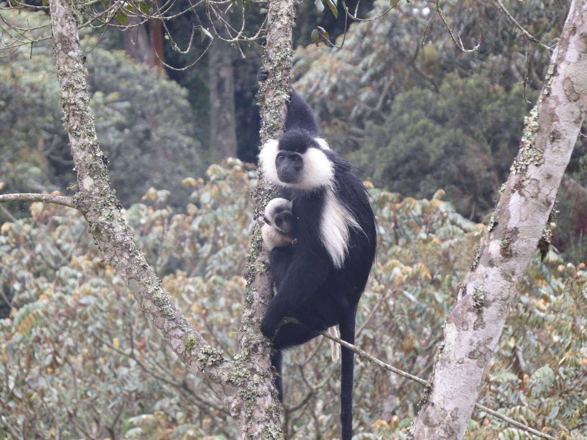 Imagem de Colobus angolensis Sclater 1860