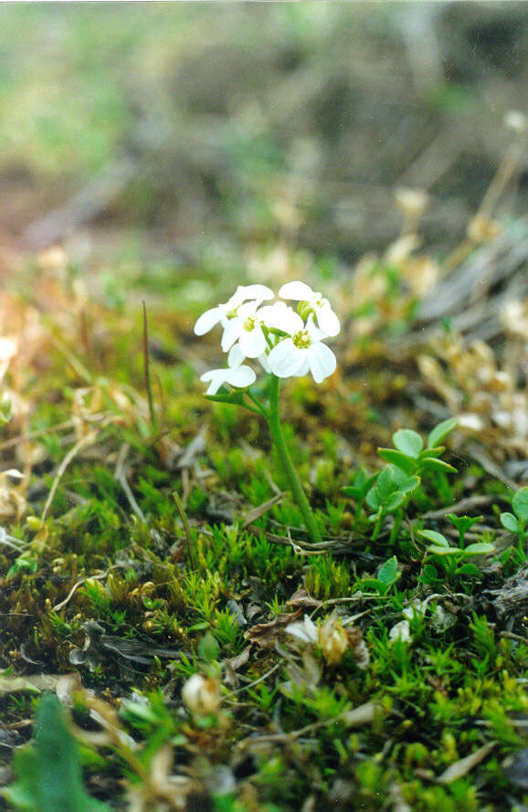 Plancia ëd Cardamine microphylla Adams