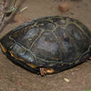 Image of African Dwarf Mud Turtle