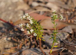 Imagem de Poranthera ericifolia Rudge