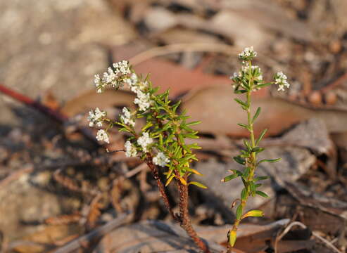 Imagem de Poranthera ericifolia Rudge