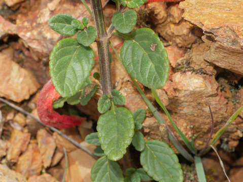 Image de Salvia oppositiflora Ruiz & Pav.