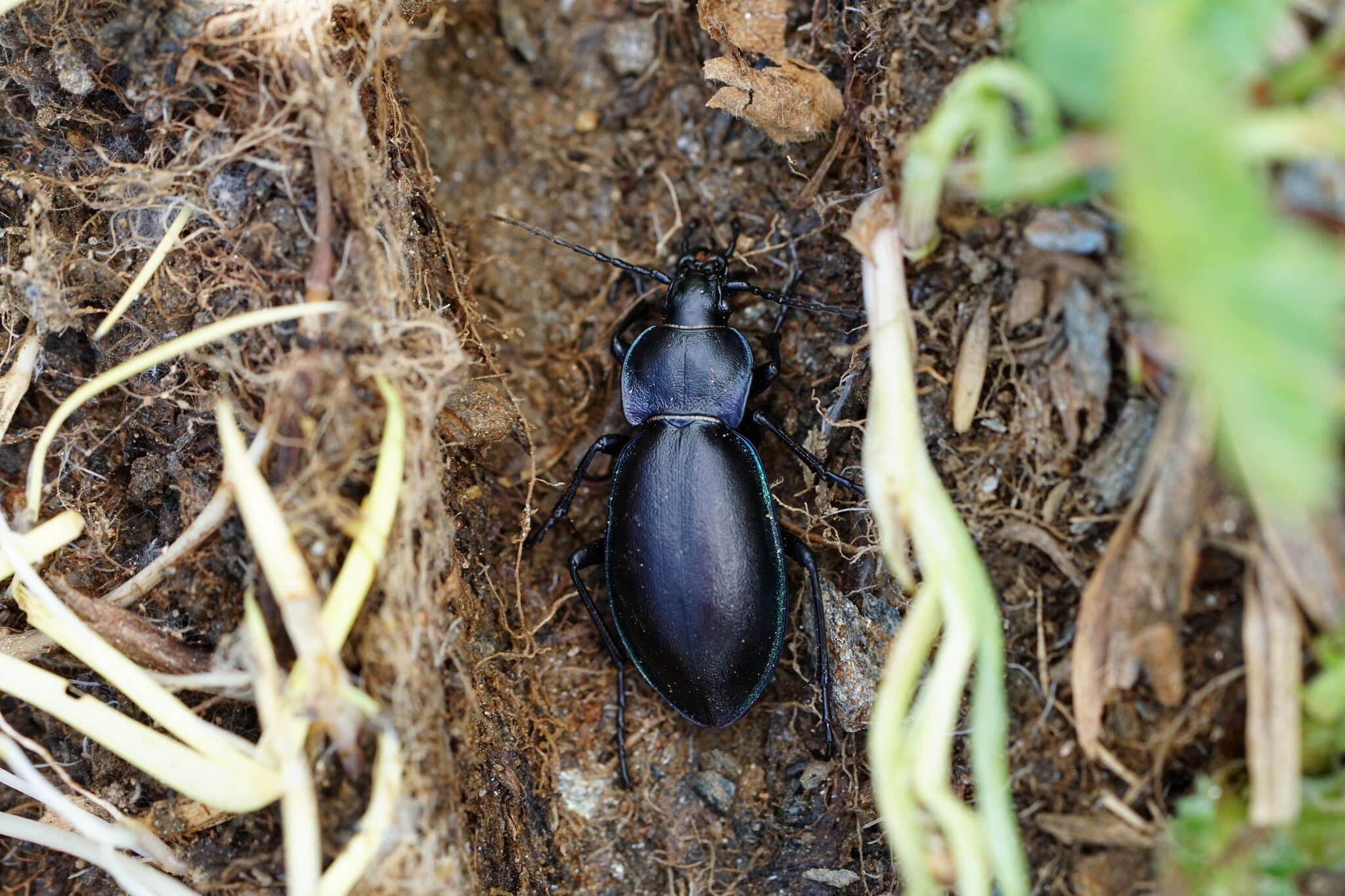 Слика од Carabus (Megodontus) germarii Sturm 1815