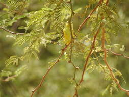 Image of Sudan Golden Sparrow