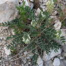 Image of Astragalus lupulinus Pall.