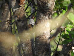 Image of Erythroxylum havanense Jacq.